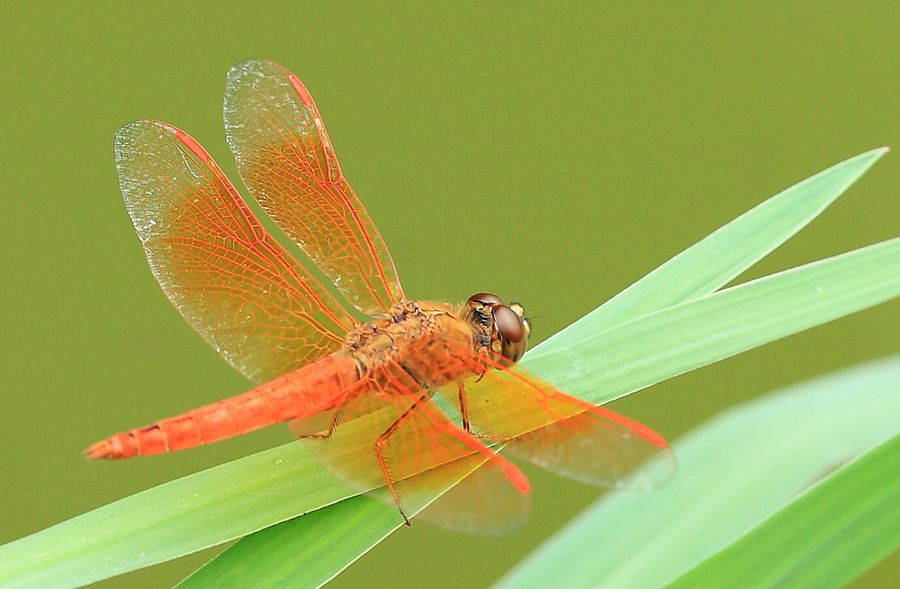 法布尔赞美昆虫的爱情，特别是在描写哪个昆虫那一章更是细致入微