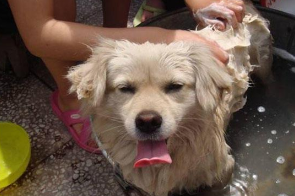 狗狗洗澡可以加风油精吗