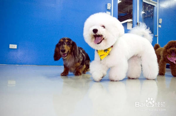 秋季养宠物需要注意什么