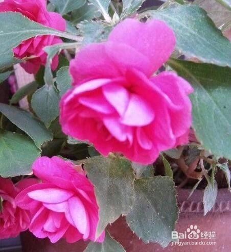 水梅花的养殖方法和注意事项 百度经验