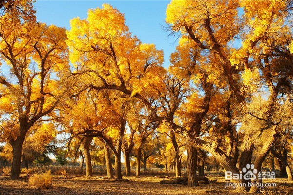 中国最佳旅行时间表攻略—你的下半年都被包了