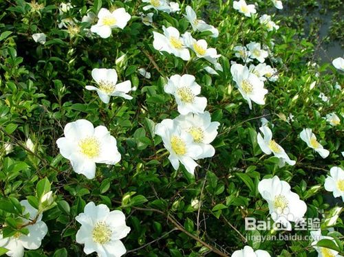 怎样去黑眼圈呢