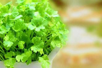 在阳台上种香菜要注意什么？