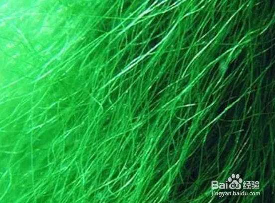 绿毛龟的绿毛是怎么长出来的