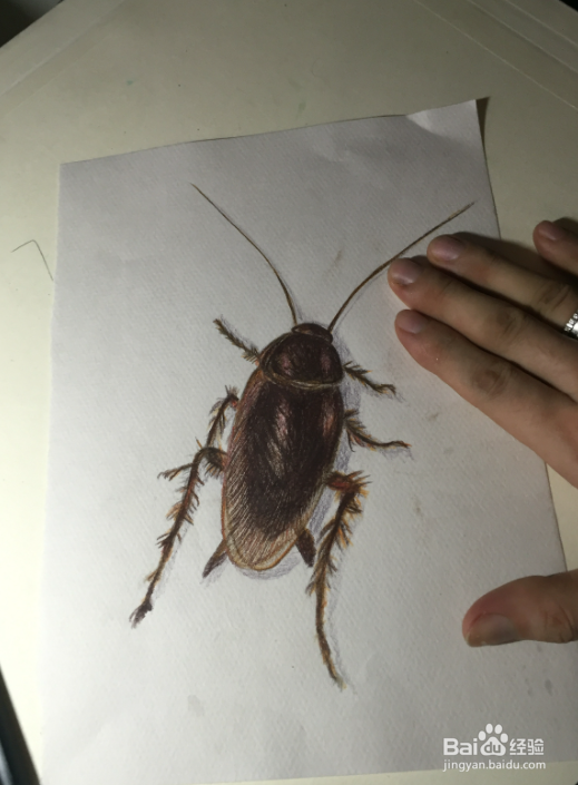 为什么会有蟑螂