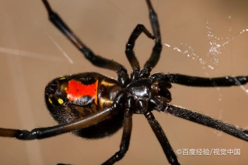 黑寡婦母蜘蛛會吃掉雄性蜘蛛,這樣做的目的是為了讓自身有足夠的