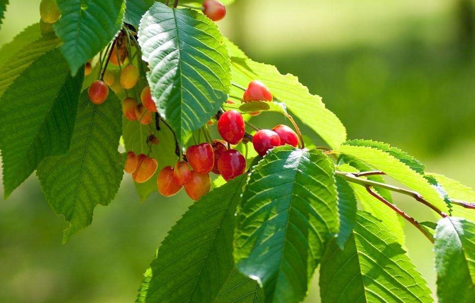 樱桃树什么几月份长出叶子