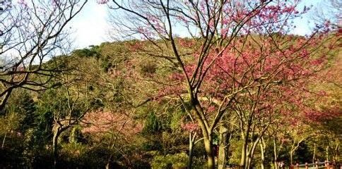 春季赏花旅游攻略