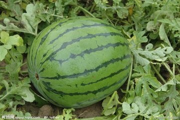 如何用绿豆等食物预防夏季中暑