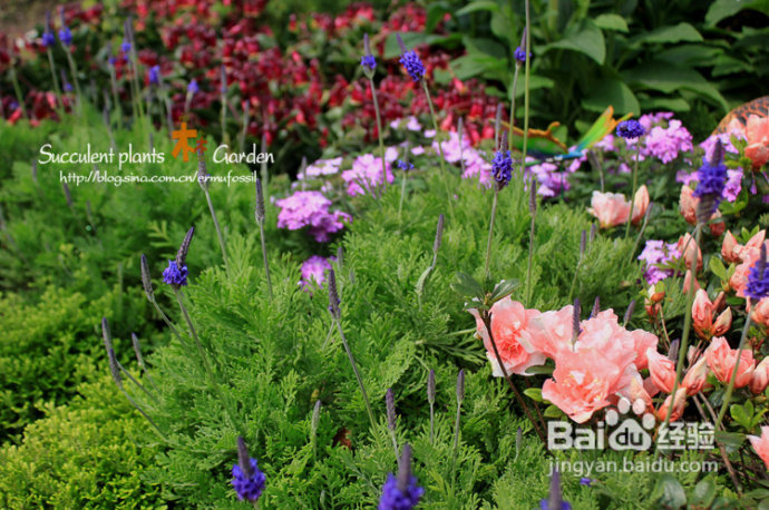 上海植物园（上）