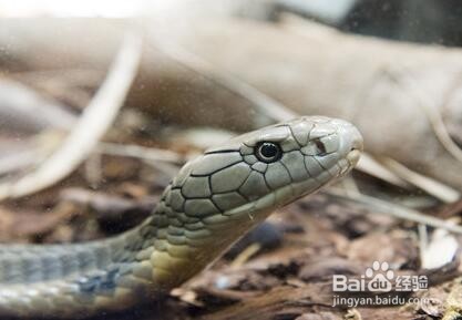 被毒蛇咬伤了怎么办？及时有效的处理技巧