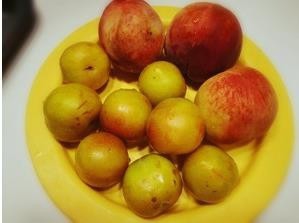 桃李布丁的做法