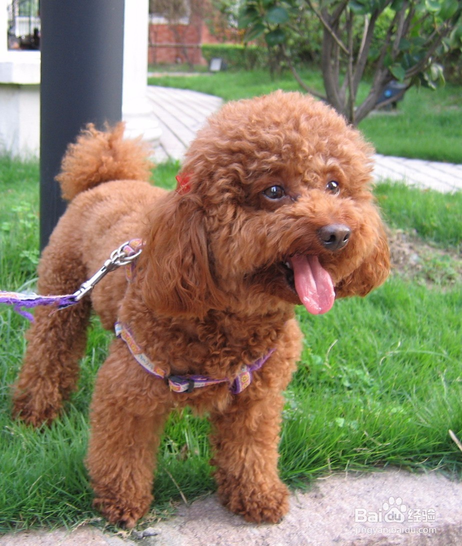 赛级贵宾犬的美容方法