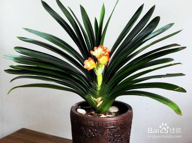 君子兰的养殖方法和注意事项