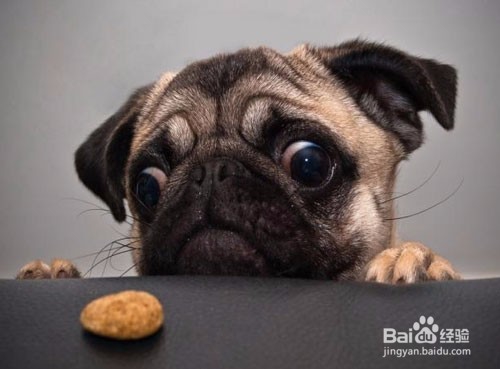 幼犬接种疫苗的正常程序和注意事项