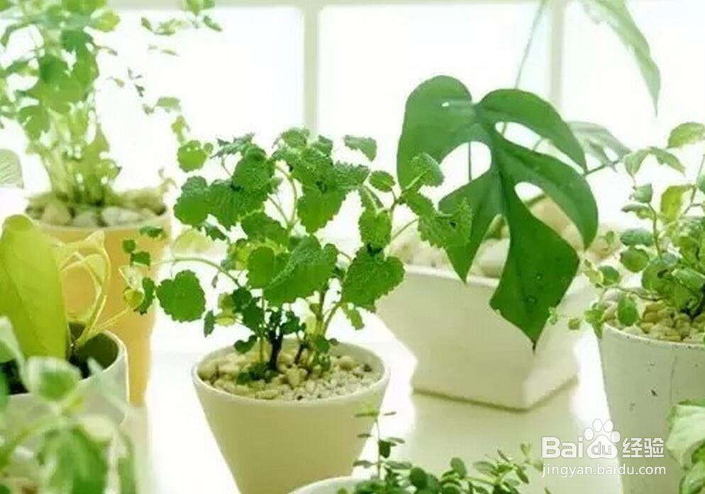 如何在炎热的夏天赶走恼人的蚊子