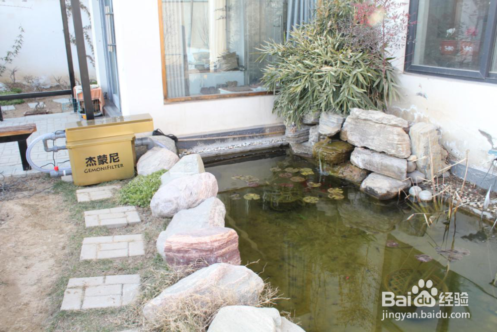 锦鲤一年的养生食谱，喂出锦鲤完美体形！