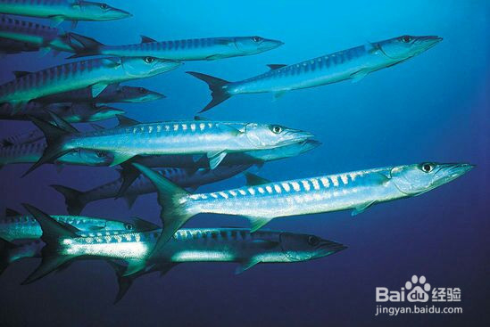 如果你是文中提到的一类人，快点服用深海鱼油吧