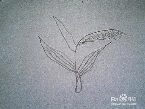 简笔画芦苇的画法