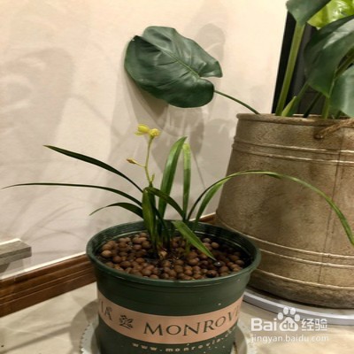 黄金彩虹怎么养