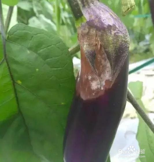 茄子病虫害的防治方法