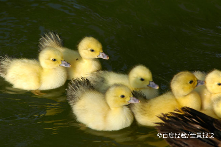 养小鸭子要注意些什么