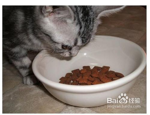 怎样选购猫粮