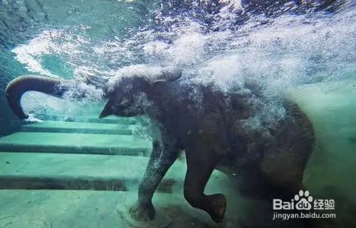 大象怎么吃东西