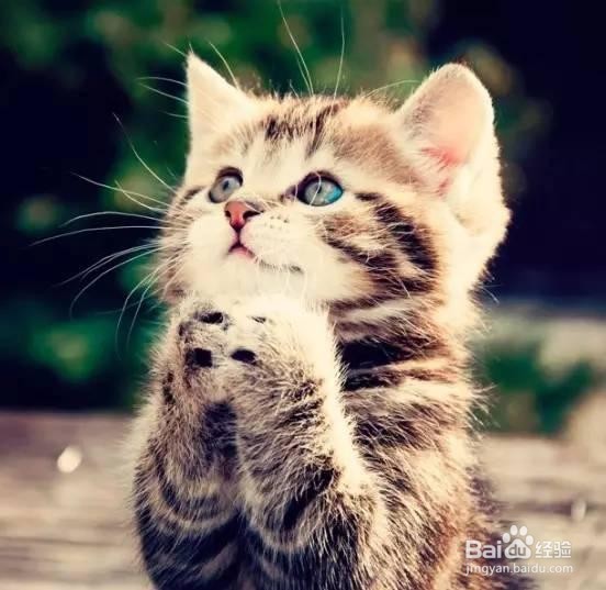 猫靠什么辨别身份