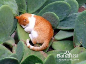 可以抗癌的方法有哪些