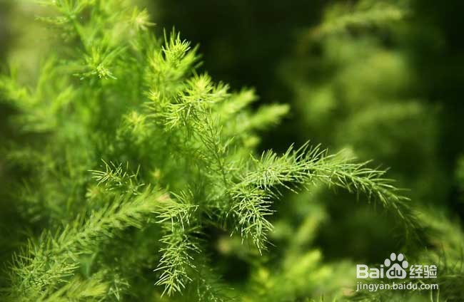 文竹叶子黄了应该怎么办