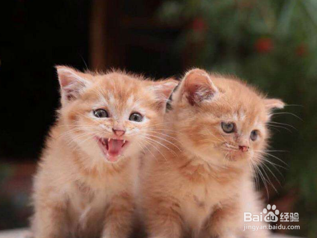 猫咪不吃猫粮是什么原因