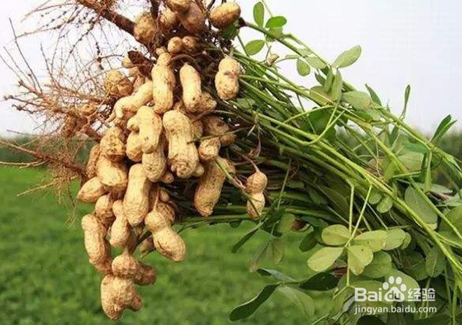 种植花生怎么管理