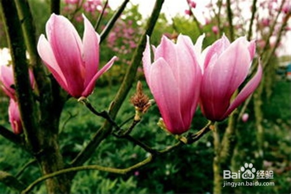 玉兰应该怎么养