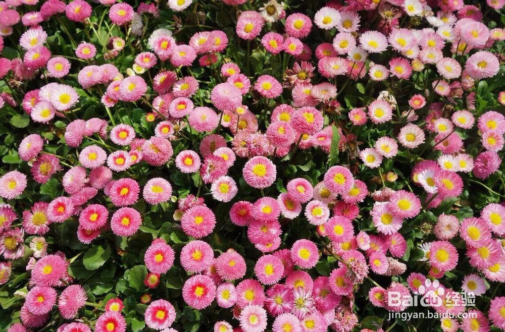 鲜花保鲜方法有哪些