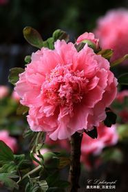 关于地中海贫血的危害