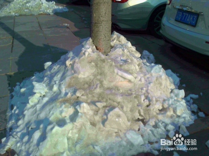 树木的根为什么用雪堆保护