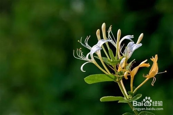 金银花培植方法？