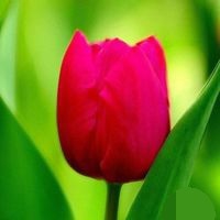 郁金香开完花后怎么处理