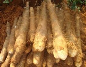 简单办法治疗因上火导致的牙肉肿痛