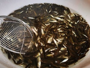 香酥野生炸小鱼的做法