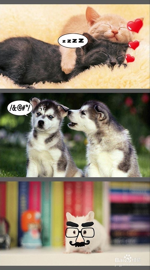 如何让拍摄的宠物萌萌哒