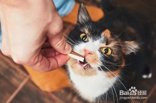 养猫应该注意什么