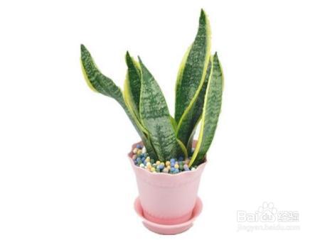 就知道用绿萝吸甲醛,这几种植物净化空气比绿萝好几倍!