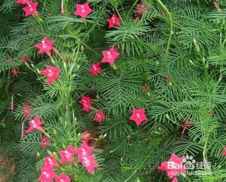 路边随手摘了几颗花种扔到土里，不花一分钱，阳台变成小花园！