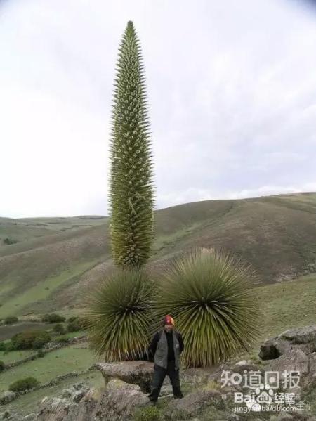 铁树开花难有些花100年开1次才是真绝色