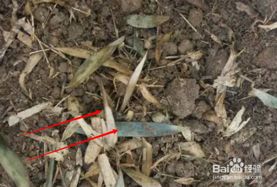 月季花土的配制方法