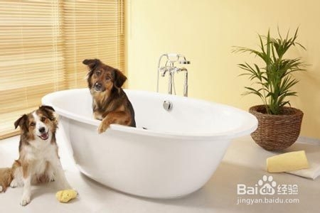 夏天如何给狗狗洗澡