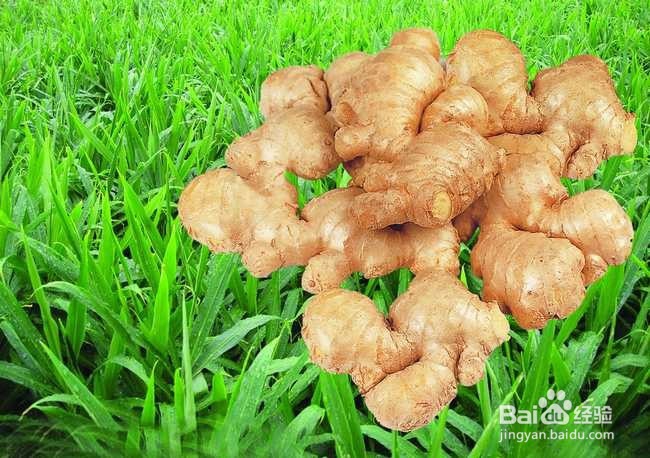 生姜的要药用价值