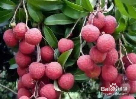 选购技巧：怎么挑选荔枝